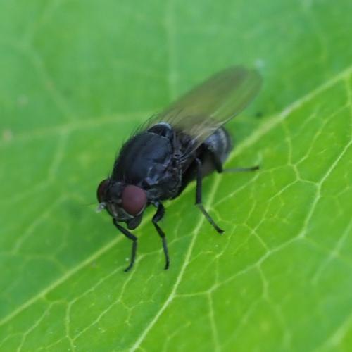 Minettia longipennis